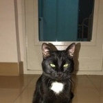 Подробнее об объявлении «Москва Найден кот» Фото: найдена кошка  «Москва Найден кот» в г. Москва