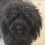 Подробнее об объявлении «Геленджик Пропала собака кобель» Фото: пропала собака Пудель «Геленджик Пропала собака кобель» в г. Геленджик