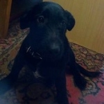 Подробнее об объявлении «Найдена собака кобель Нижний Новгород» Фото: найдена собака  «Найдена собака кобель Нижний Новгород» в г. Нижний Новгород