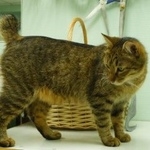 Подробнее об объявлении «Москва Найдена кошка кастрированный кот без хвоста.» Фото: найдена кошка  «Москва Найдена кошка кастрированный кот без...» в г. Москва