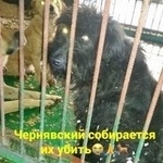 Подробнее об объявлении «Найдена собака Ростов-на-Дону» Фото: найдена собака  «Найдена собака Ростов-на-Дону» в г. Ростов-на-Дону