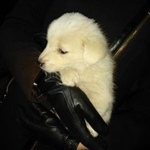 Подробнее об объявлении «Найдена собака кобель Нижний Новгород» Фото: найдена собака  «Найдена собака кобель Нижний Новгород» в г. Нижний Новгород