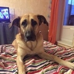 Подробнее об объявлении «Найдена собака Москва» Фото: найдена собака  «Найдена собака Москва» в г. Москва