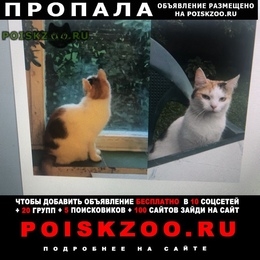 Подробнее об объявлении «Москва Пропала кошка» Фото: пропала кошка  «Москва Пропала кошка» в г. Москва