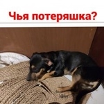 Подробнее об объявлении «Найдена собака Ростов-на-Дону» Фото: найдена собака  «Найдена собака Ростов-на-Дону» в г. Ростов-на-Дону
