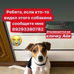 Подробнее об объявлении «Пропала собака Красноярск» Фото: пропала собака Джек рассел терьер «Пропала собака Красноярск» в г. Красноярск