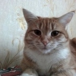 Подробнее об объявлении «Пропала кошка в районе деревни кукарино Можайск» Фото: пропала кошка  «Пропала кошка в районе деревни кукарино Можайск» в г. Можайск