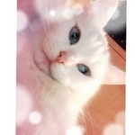 Подробнее об объявлении «Пропала кошка Набережные Челны» Фото: пропала кошка  «Пропала кошка Набережные Челны» в г. Набережные Челны