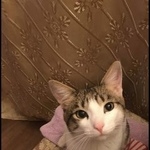 Подробнее об объявлении «Екатеринбург Пропал кот» Фото: пропала кошка  «Екатеринбург Пропал кот» в г. Екатеринбург