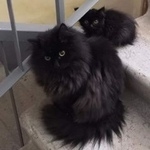 Подробнее об объявлении «Найдена кошка Курган» Фото: найдена кошка  «Найдена кошка Курган» в г. Курган