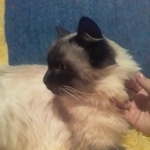 Подробнее об объявлении «Найдена кошка Курган» Фото: найдена кошка  «Найдена кошка Курган» в г. Курган
