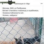 Подробнее об объявлении «Найдена собака две собаки в ошейниках, держатся вместе Москва» Фото: найдена собака Американский кокер-спаниель «Найдена собака две собаки в ошейниках, держатся...» в г. Москва