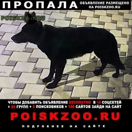 Подробнее об объявлении «Ростов-на-Дону Пропала собака кобель» Фото: пропала собака Немецкая овчарка «Ростов-на-Дону Пропала собака кобель» в г. Ростов-на-Дону