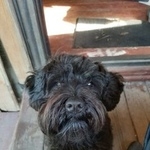 Подробнее об объявлении «Пропала собака Электросталь» Фото: пропала собака Цвергшнауцер «Пропала собака Электросталь» в г. Электросталь