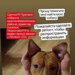 Подробнее об объявлении «Ярославль Пропала собака кобель зовут тито» Фото: пропала собака Американский стаффордширский терьер «Ярославль Пропала собака кобель зовут тито» в г. Ярославль