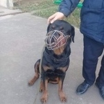 Подробнее об объявлении «Воронеж Найдена собака кобель породы ротвейлер» Фото: найдена собака Ротвейлер «Воронеж Найдена собака кобель породы ротвейлер» в г. Воронеж