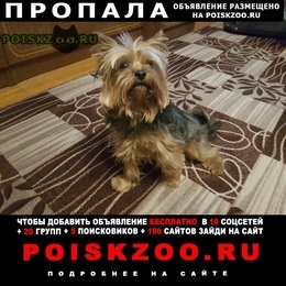 Подробнее об объявлении «Железнодорожный (Московск.) Пропала собака кобель» Фото: пропала собака Йоркширский терьер «Железнодорожный (Московск.) Пропала собака кобель» в г. Железнодорожный (Московск.)