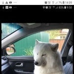 Подробнее об объявлении «Подольск Пропала собака девочка-самоед» Фото: пропала собака Самоедская лайка «Подольск Пропала собака девочка-самоед» в г. Подольск