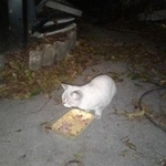 Подробнее об объявлении «Найден кот Анапа» Фото: найдена кошка  «Найден кот Анапа» в г. Анапа