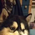 Подробнее об объявлении «Найдена собака Чебоксары» Фото: найдена собака  «Найдена собака Чебоксары» в г. Чебоксары