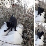 Подробнее об объявлении «Найдена кошка Курган» Фото: найдена кошка  «Найдена кошка Курган» в г. Курган