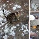 Подробнее об объявлении «Найдена кошка Курган» Фото: найдена кошка  «Найдена кошка Курган» в г. Курган