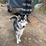 Подробнее об объявлении «Найдена собака кобель хаски Пушкино» Фото: найдена собака Сибирская хаски «Найдена собака кобель хаски Пушкино» в г. Пушкино