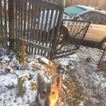 Подробнее об объявлении «Пропала собака Самара» Фото: пропала собака  «Пропала собака Самара» в г. Самара