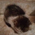 Подробнее об объявлении «Москва Найдена кошка котёнок» Фото: найдена кошка  «Москва Найдена кошка котёнок» в г. Москва