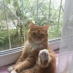 Подробнее об объявлении «Чехов Пропала кошка» Фото: пропала кошка  «Чехов Пропала кошка» в г. Чехов