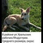 Подробнее об объявлении «Пропала собака Екатеринбург» Фото: пропала собака  «Пропала собака Екатеринбург» в г. Екатеринбург