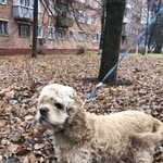 Подробнее об объявлении «Найдена собака 5.11 кокер спаниель р-н залинейный Подольск» Фото: найдена собака Американский кокер-спаниель «Найдена собака 5.11 кокер спаниель р-н...» в г. Подольск
