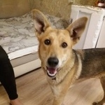 Подробнее об объявлении «Найдена собака кобель ищем старых/новых хозяев Москва» Фото: найдена собака  «Найдена собака кобель ищем старых/новых хозяев...» в г. Москва