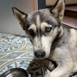 Подробнее об объявлении «Найдена собака Москва» Фото: найдена собака Сибирская хаски «Найдена собака Москва» в г. Москва