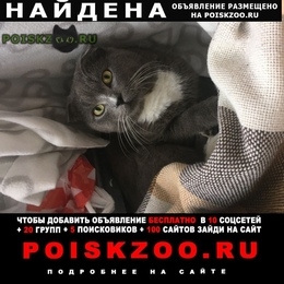 Подробнее об объявлении «Москва Найден кот» Фото: найдена кошка Скоттиш фолд (шотландская вислоухая) «Москва Найден кот» в г. Москва