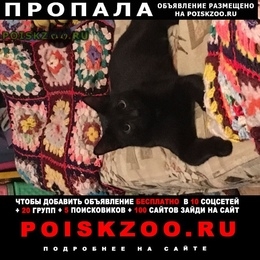 Подробнее об объявлении «Пропал кот Красноярск» Фото: пропала кошка  «Пропал кот Красноярск» в г. Красноярск
