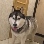 Подробнее об объявлении «Окуловка Пропала собака хаски» Фото: пропала собака  «Окуловка Пропала собака хаски» в г. Окуловка