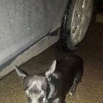 Подробнее об объявлении «Найдена собака кобель Нижний Новгород» Фото: найдена собака Чихуахуа «Найдена собака кобель Нижний Новгород» в г. Нижний Новгород