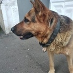 Подробнее об объявлении «Краснодар Найдена собака кобель немецкая овчарка» Фото: найдена собака Немецкая овчарка «Краснодар Найдена собака кобель немецкая овчарка» в г. Краснодар