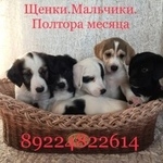 Подробнее об объявлении «Найдена собака кобель щенки Тюмень» Фото: найдена собака  «Найдена собака кобель щенки Тюмень» в г. Тюмень