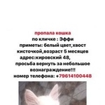 Подробнее об объявлении «Пропала кошка Ростов-на-Дону» Фото: пропала кошка  «Пропала кошка Ростов-на-Дону» в г. Ростов-на-Дону