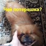 Подробнее об объявлении «Найдена собака Ростов-на-Дону» Фото: найдена собака Пекинес «Найдена собака Ростов-на-Дону» в г. Ростов-на-Дону