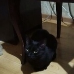 Подробнее об объявлении «Москва Найдена кошка чёрная, м. петровско-разумовская» Фото: найдена кошка  «Москва Найдена кошка чёрная, м....» в г. Москва