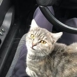 Подробнее об объявлении «Найдена кошка Курган» Фото: найдена кошка  «Найдена кошка Курган» в г. Курган