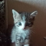 Подробнее об объявлении «Найдена кошка Курган» Фото: найдена кошка  «Найдена кошка Курган» в г. Курган