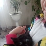 Подробнее об объявлении «Найдена кошка Курган» Фото: найдена кошка  «Найдена кошка Курган» в г. Курган