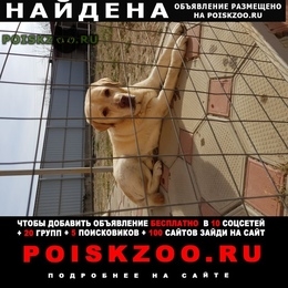 Подробнее об объявлении «Найдена собака кобель Новороссийск» Фото: найдена собака Лабрадор ретривер «Найдена собака кобель Новороссийск» в г. Новороссийск