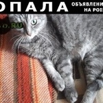 Подробнее об объявлении «Саратов Пропала кошка» Фото: пропала кошка  «Саратов Пропала кошка» в г. Саратов