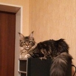 Подробнее об объявлении «Электроугли Пропала кошка» Фото: пропала кошка Мейн-кун «Электроугли Пропала кошка» в г. Электроугли