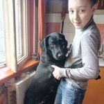 Подробнее об объявлении «Витебск Пропала собака» Фото: пропала собака Лабрадор ретривер «Витебск Пропала собака» в г. Витебск